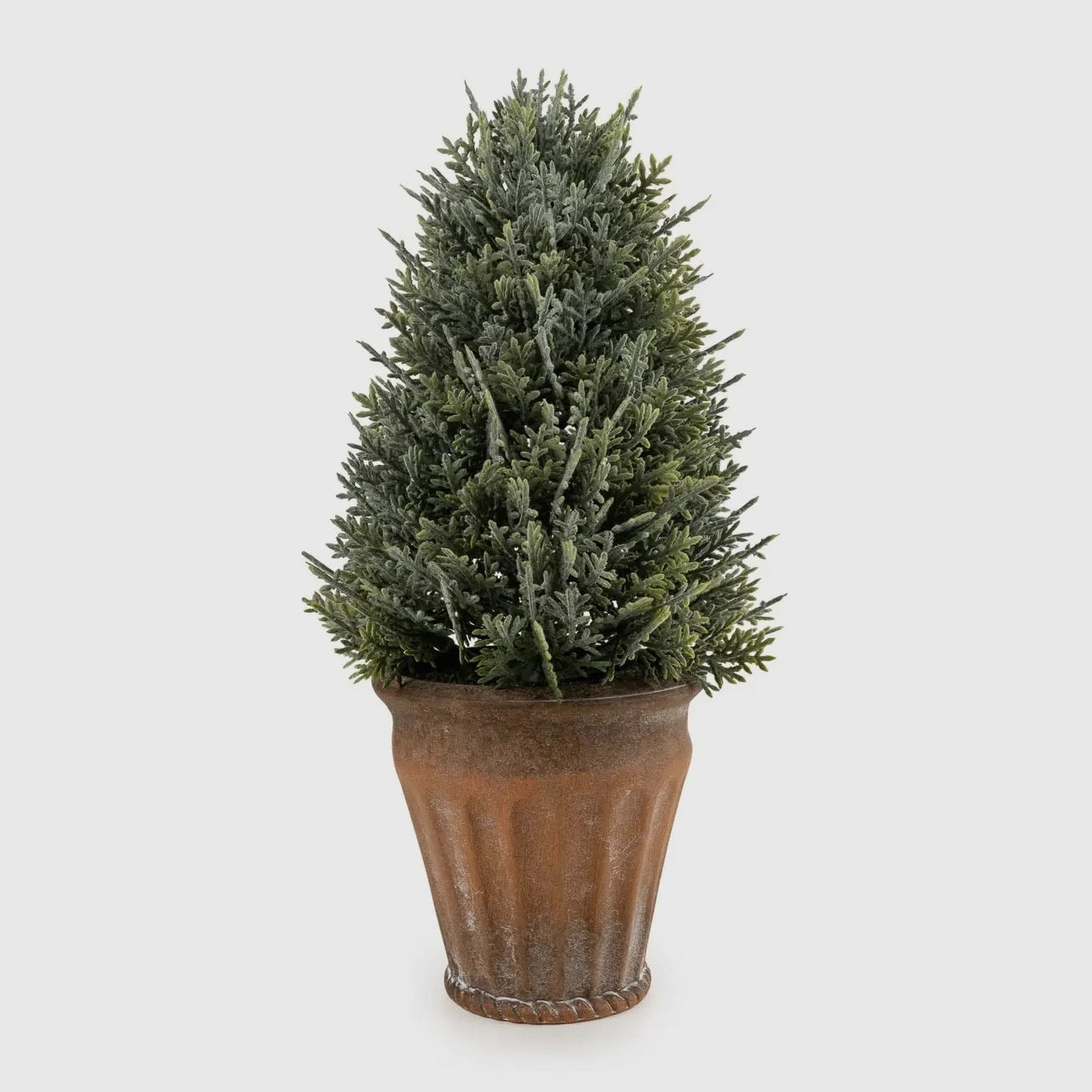 Potted Cypress Tree