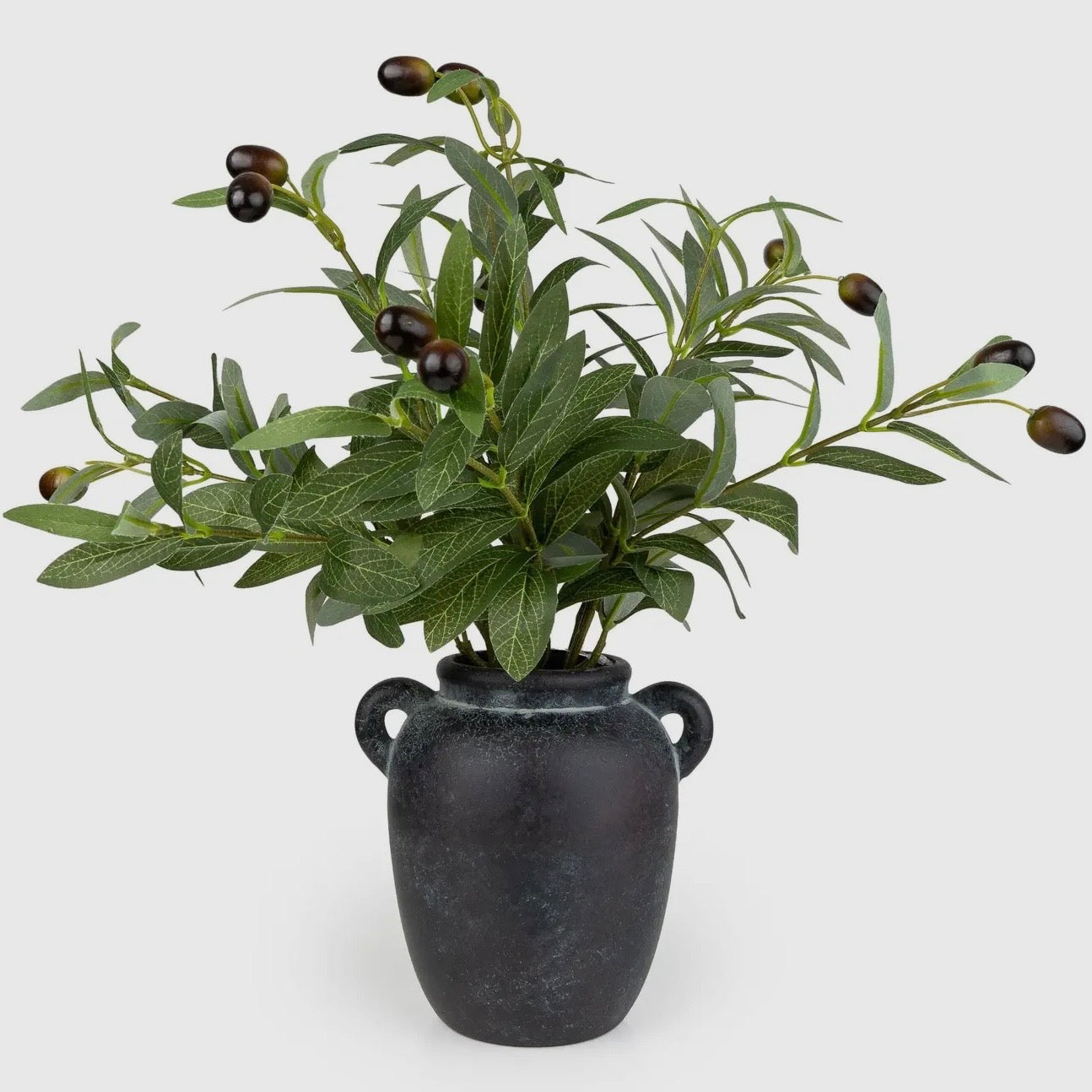 Potted Olive Tree