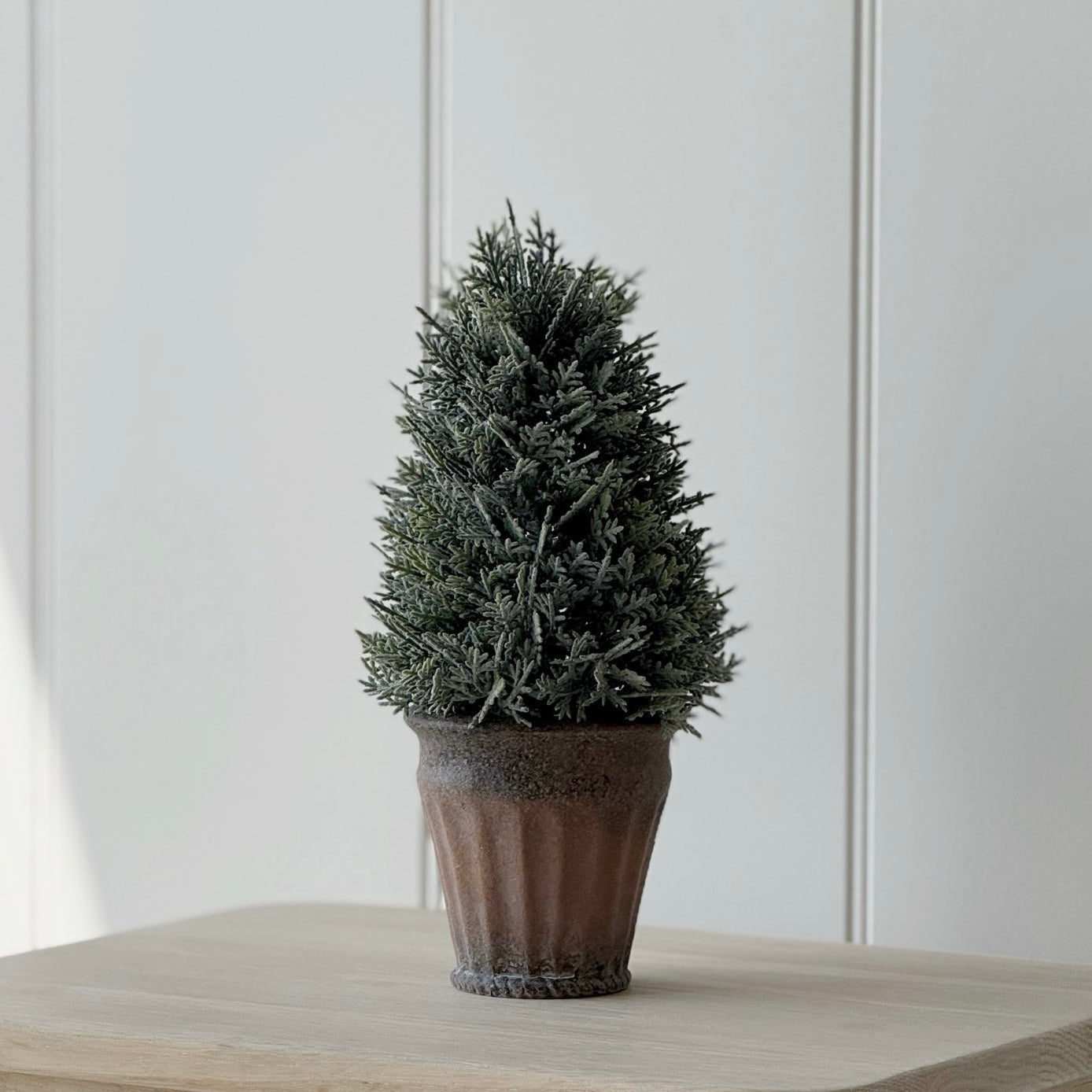 Potted Cypress Tree