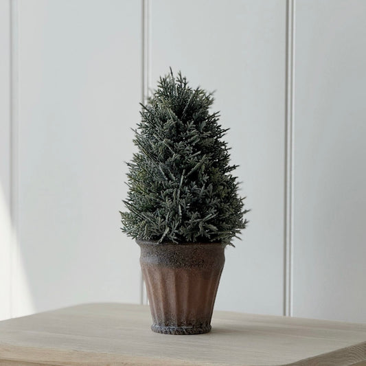 Potted Cypress Tree